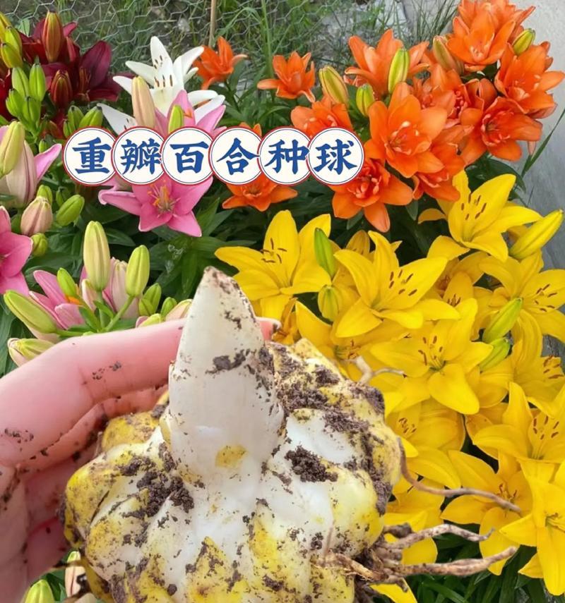 百合开完花后如何管理（养护技巧与注意事项）