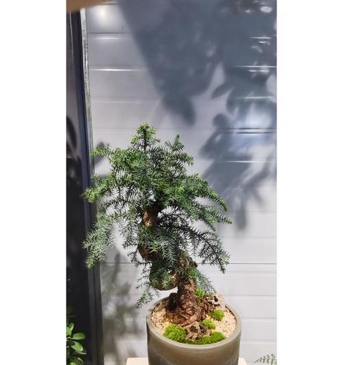如何正确修剪澳洲杉（修剪技巧、修剪时间、修剪工具、修剪频率）