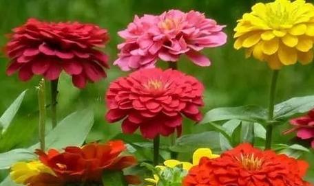 菊花生长全过程解析（探究菊花的发芽、长叶及花期等关键环节）