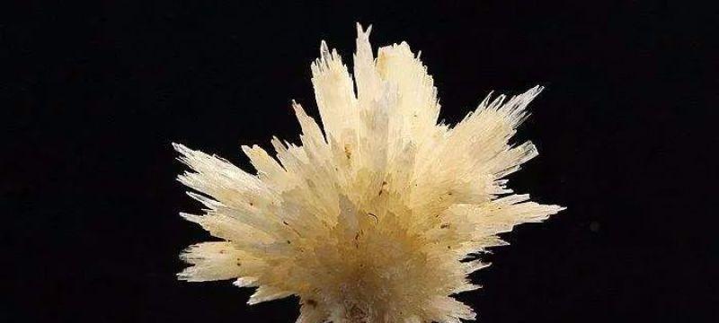 石花生——生长在寒冷高海拔地区的奇妙植物（探秘石花生的生态环境和生长习性）