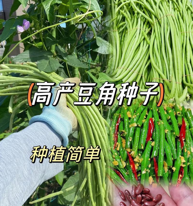 豆角种子的种植方法与注意事项