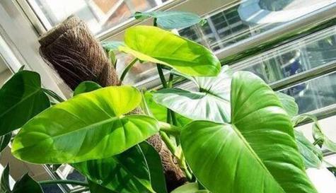 绿苔的养护秘诀（让你的绿苔更加旺盛，享受清新氧气）