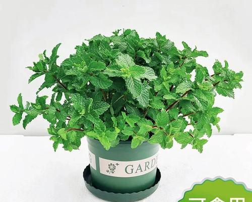 如何选择合适的盆栽盆？（以柠檬盆栽为例，教你选购盆栽盆的技巧）