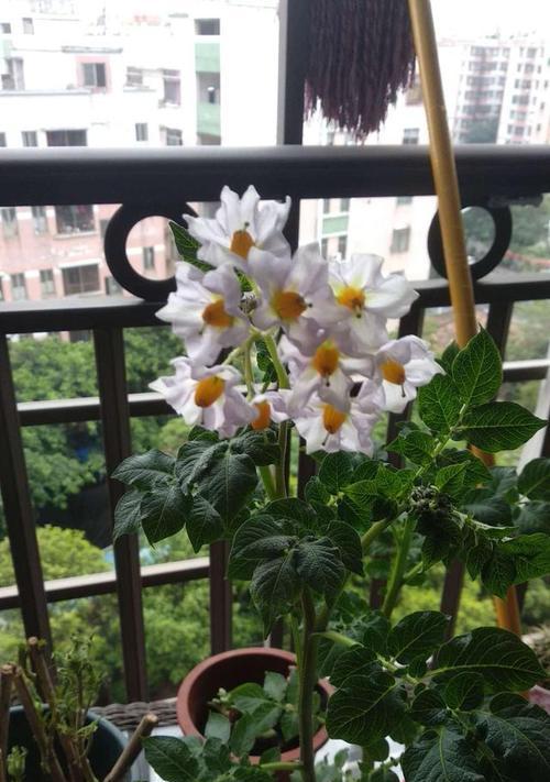 土豆的开花之谜（颜色、样子与原因探究）