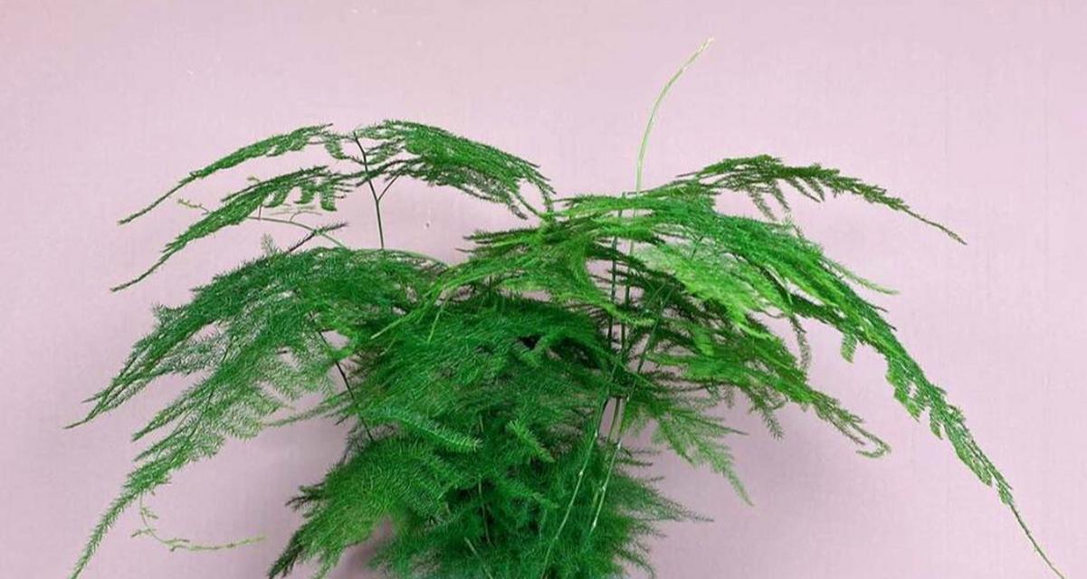 文竹肥料施用指南（文竹肥料的种类、用量、频率及注意事项）