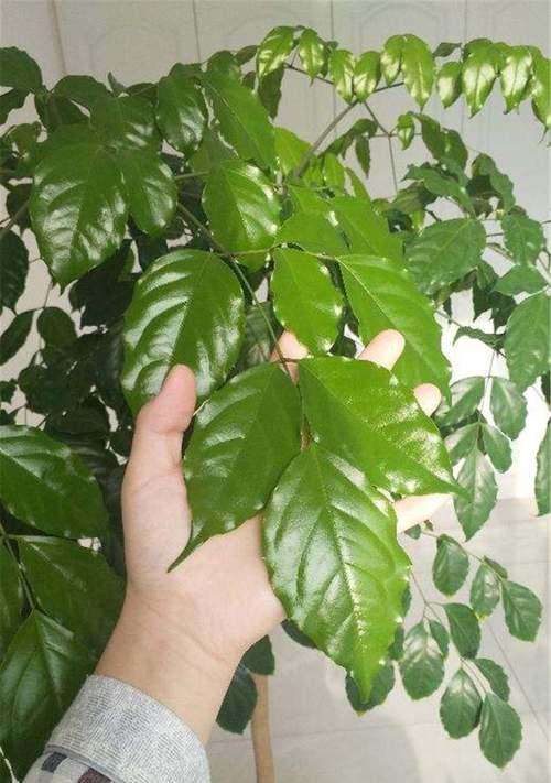 幸福树修剪方法详解（打造一棵健康美丽的幸福树）