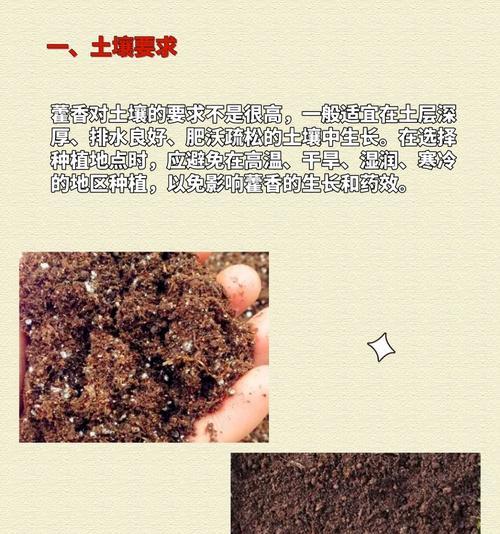 椒草的分株繁殖方法（分株时间及注意事项）