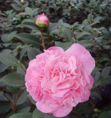 解读香妃茶花（探究香妃茶花的生长环境和栽培方法，让你轻松养护。）