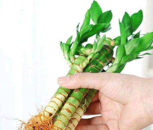 富贵竹快速生根的方法（掌握这一技巧，让您的富贵竹快速扎根成长）