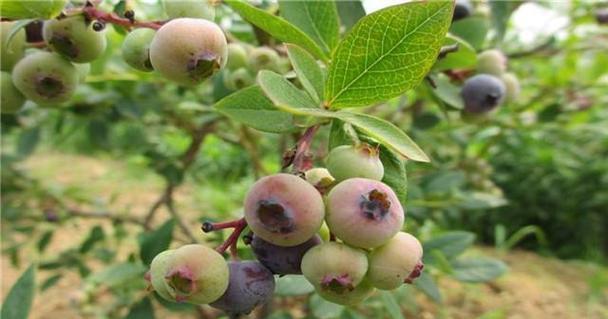 如何栽培、管理和收获蓝莓（如何栽培、管理和收获蓝莓）