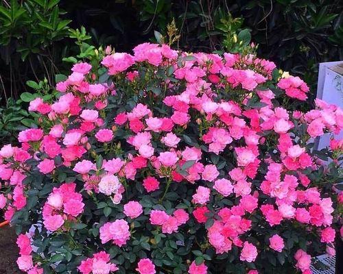 荷花开花季节揭秘（四季荷花开花时间表，掌握开花妙招）