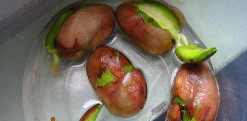 菠萝蜜核可以生吃吗？解密这个健康小秘密（菠萝蜜核的营养成分、生吃的好处和注意事项）