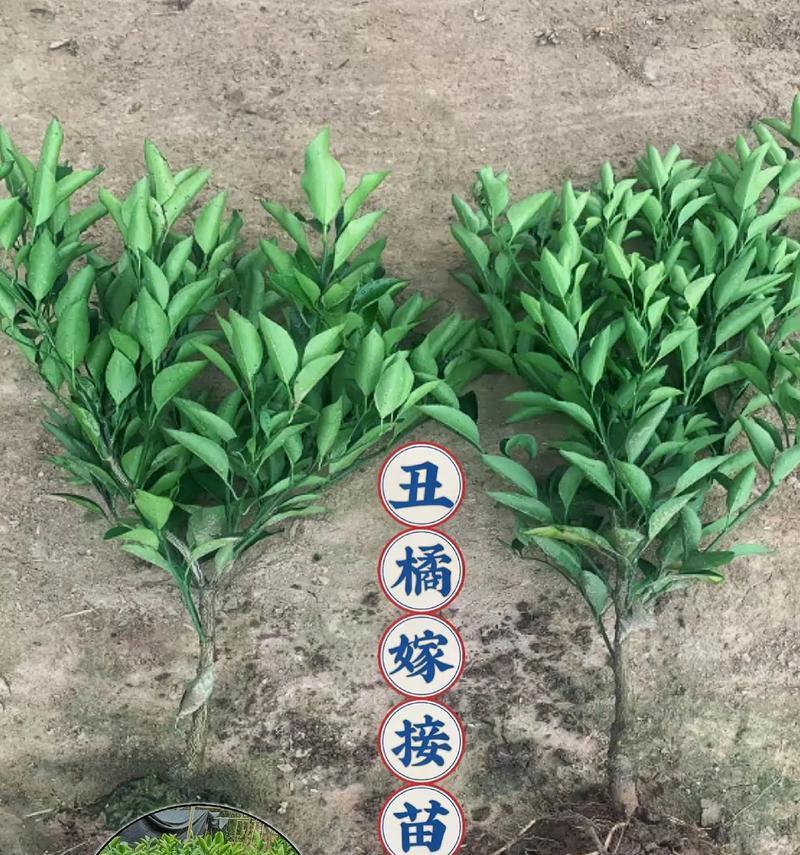 丑橘开花结果时间及栽培技巧（探秘丑橘的开花结果时机和生长技巧）