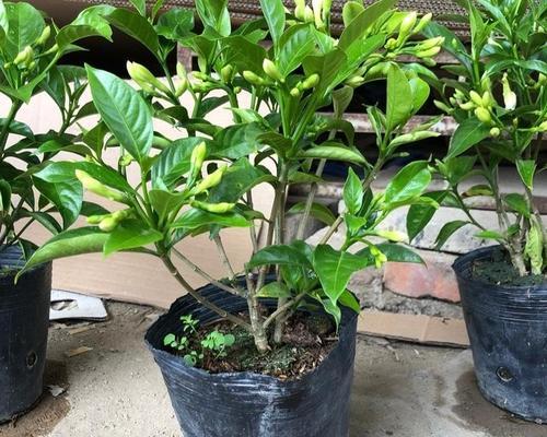 丁香花种子的种植方法（种植前需要知道的事项）