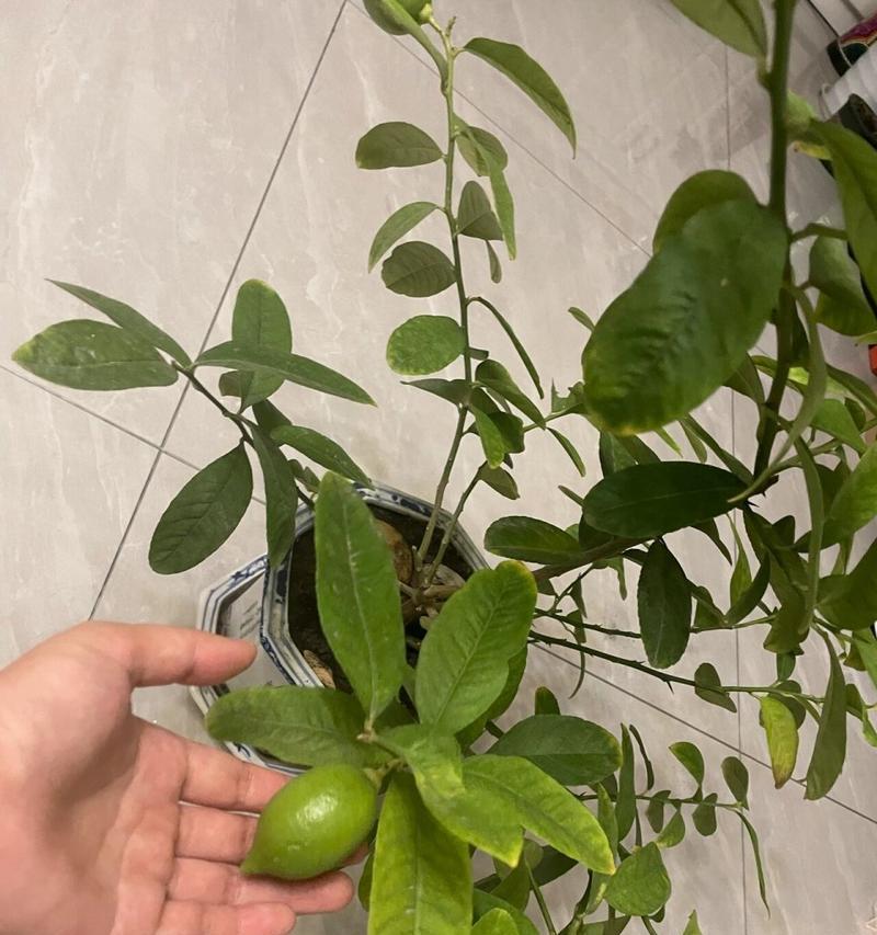 柠檬树的光照需求（阳光和阴凉两种环境对柠檬树的影响）