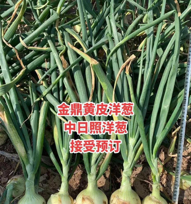 洋葱种子的最佳播种时间（选择正确的时间种植洋葱，助力丰收）