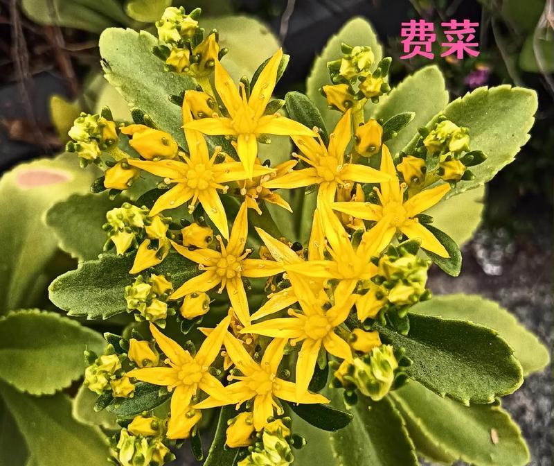 费菜生长的环境和分布地区（探寻费菜的生长习性和栽培技巧）