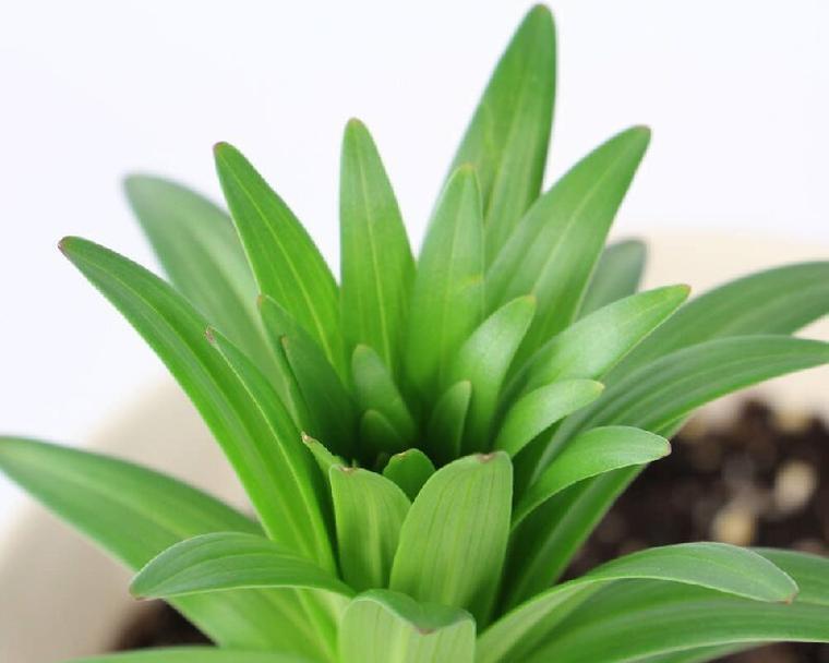 食用百合的种植月份及技巧（种植百合的最佳月份是什么时候？）