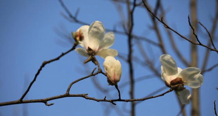 玉兰花的盛开之美（探秘玉兰花的花型、花色和花语）