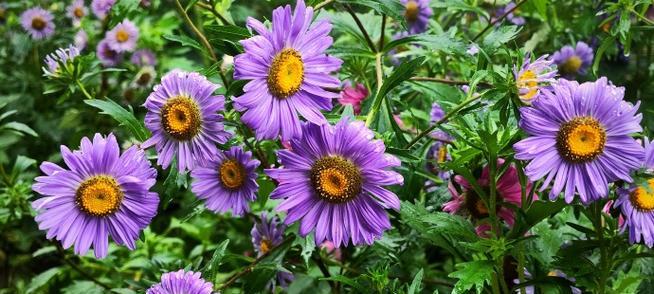 翠菊开花后如何修剪（夏季翠菊修剪注意事项）