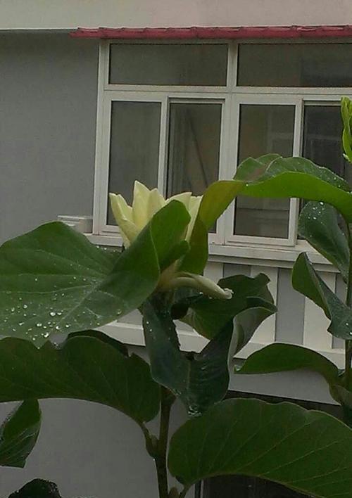 空调旁边最适合放哪些植物？（让你的家居空气更健康）
