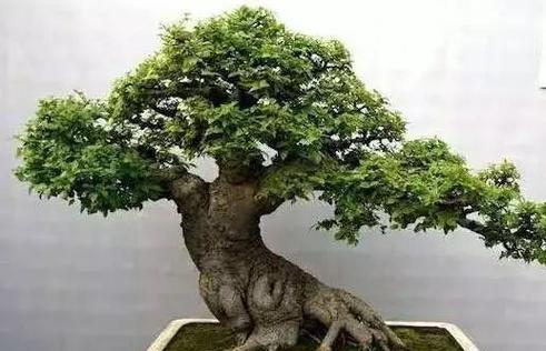 朴树（探究朴树属于裸子植物的原因与特征）