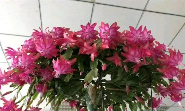 蟹爪莲叶子蔫了怎么办（如何救回你的蟹爪莲）