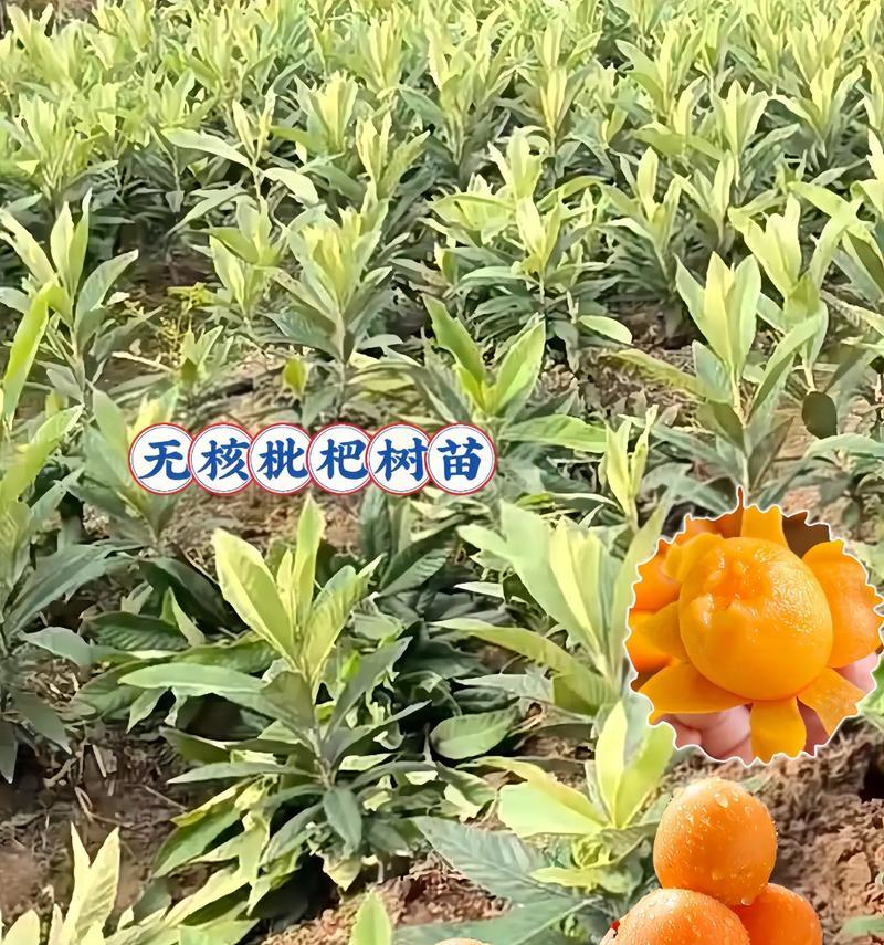 安徽枇杷的成熟期及采摘时间（如何确定安徽枇杷的成熟度？安徽枇杷的采摘技巧和保存方法。）