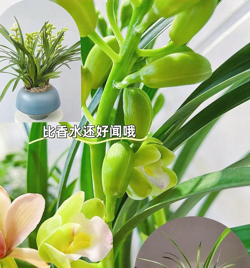 玉兰花盆栽的种植和养护技巧（如何在家享受玉兰花的美丽和芬芳）