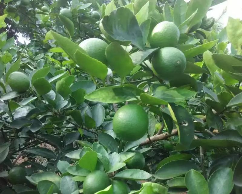 探究柠檬的生长环境与生长地点（柠檬树的种植条件、生长温度、水分要求及产地介绍）