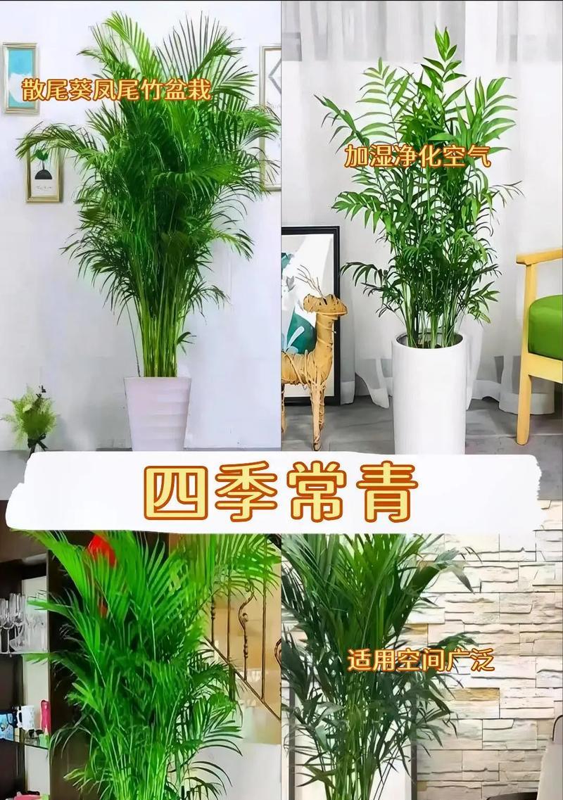 如何选用土壤养护你的凤尾竹？（探究凤尾竹的土壤要求和养护技巧）