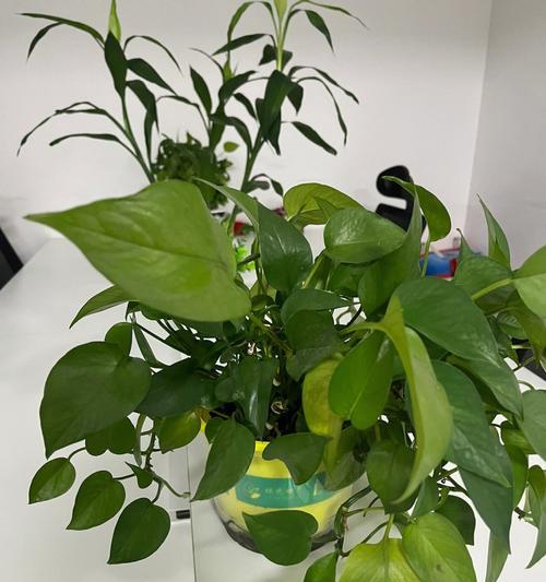 办公桌养花指南（选择适合办公桌的植物，增加工作幸福感）