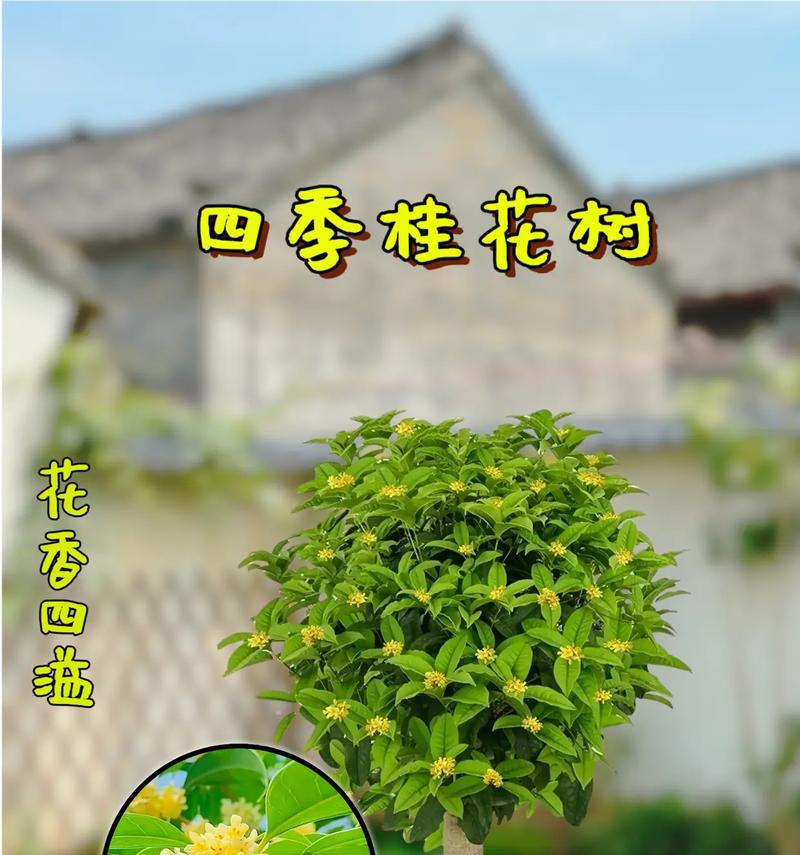 四季桂的家庭养法（打造优美生态——如何正确养护四季桂家庭盆栽）
