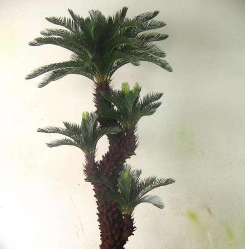 铁树（雨露滋润，铁树更加茂盛）