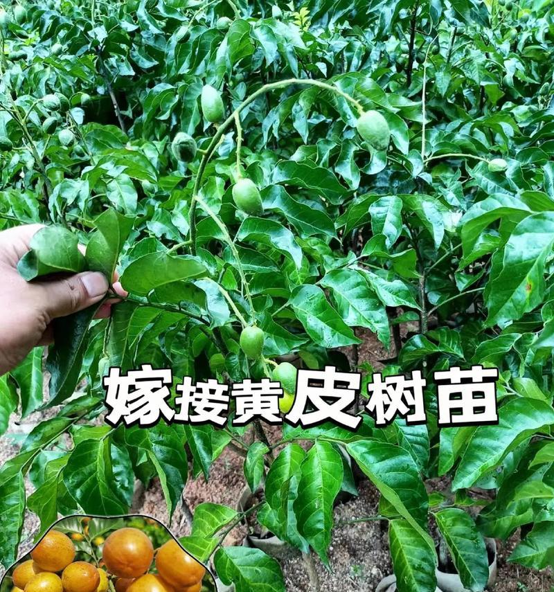 黄皮果籽的种植方法及注意事项（如何利用黄皮果籽种出自己的果树）