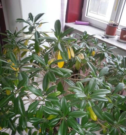 为什么非洲苿莉不开花？（探究非洲苿莉的生长环境、特点及原因）