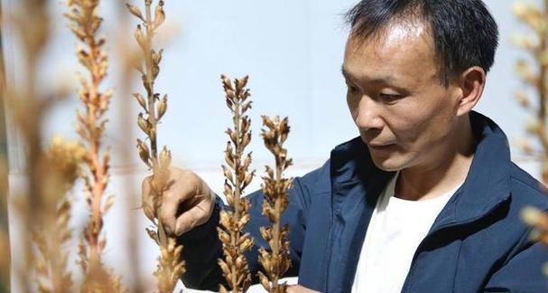 天麻收获季节与方法（掌握天麻收获季节，助您获得优质天麻）