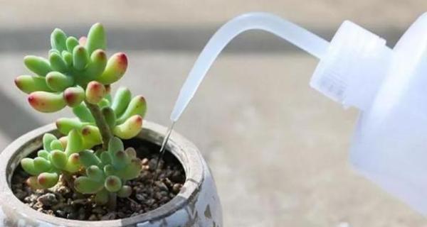 多肉植物浇水频率与方法解析（养护多肉植物关键看这里就够了！）