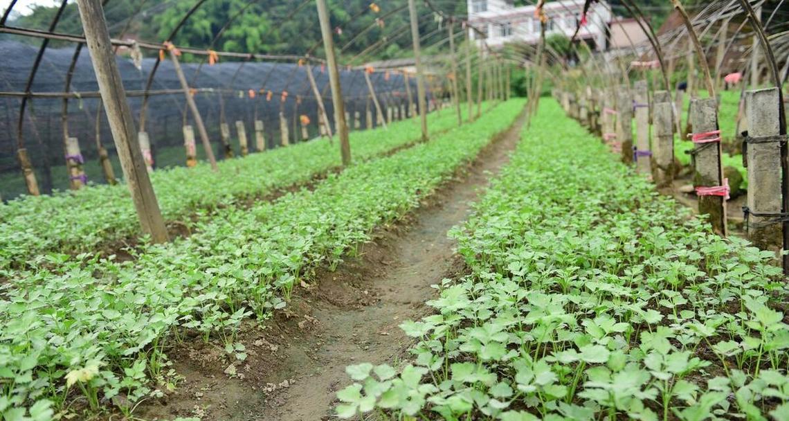 芹菜种植时间的选择（根据不同地区及季节选择最佳栽种时间）
