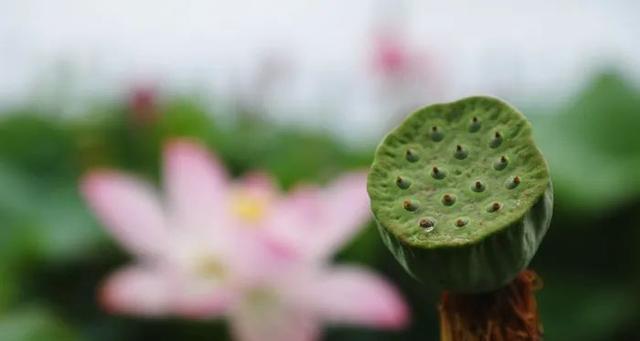 莲蓬成熟季节及采摘方法（探寻莲蓬的成熟时间和最佳采摘时间）