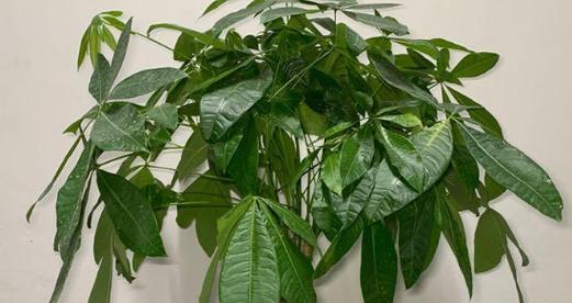 茶叶水浇发财树的神奇效果（用茶叶水浇发财树，让你财源滚滚）