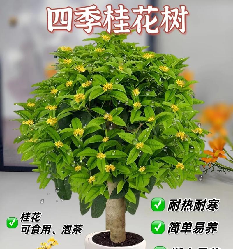 怎样养护桂花——让你的花园散发馥郁香气（从土壤到修剪，全面解析桂花养护技巧）