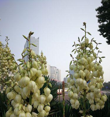 剑麻开花期详解（剑麻开花时间长短及环境条件的影响）