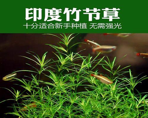 小竹节水草的养殖方法（掌握这些技巧，让你的水草更健康茂盛）
