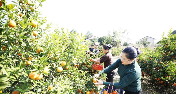 沙糖桔上市时间与成熟期详解（掌握这些知识，让你更加了解沙糖桔的生长规律）