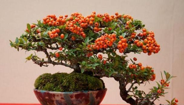如何正确养护火棘植物？（冬季养护技巧，让火棘更美丽健康）