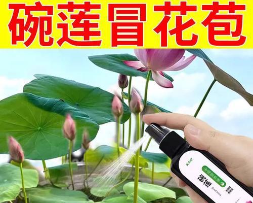 荷花叶子烂了怎么办？（解决荷花烂叶问题的实用方法）