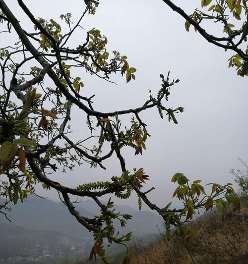 核桃花开的美丽（探究核桃花的开放之美）