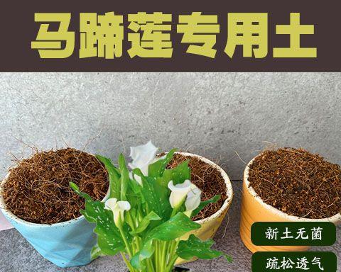 马蹄莲的肥料选择（如何选择最合适的肥料？）