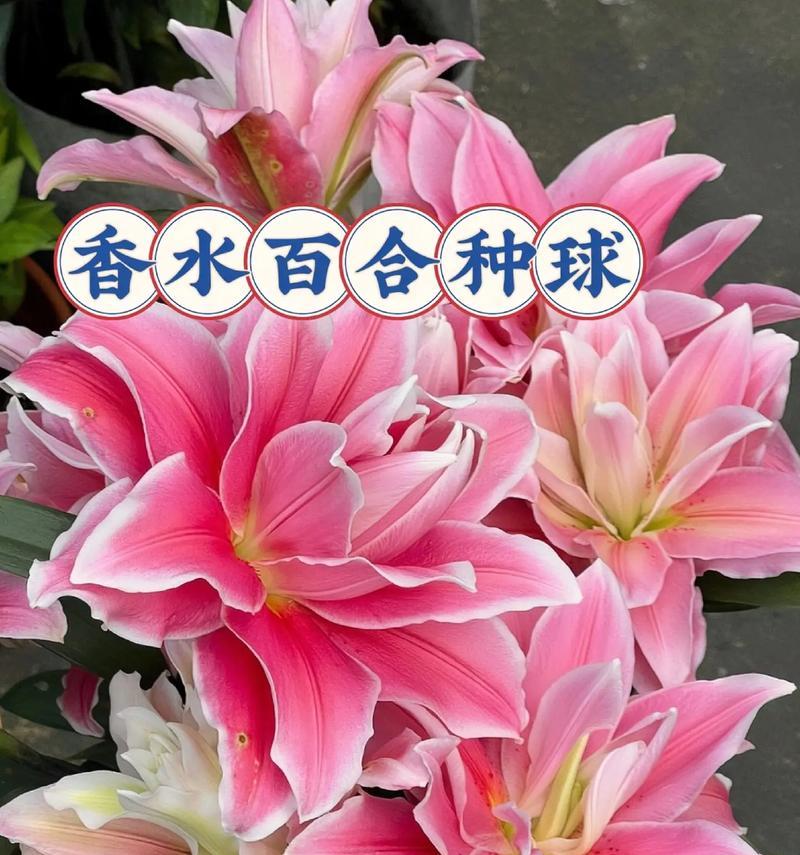 解锁香水百合耐寒的秘密（寒冬也能盛放的花朵/香水百合园艺栽培技巧）